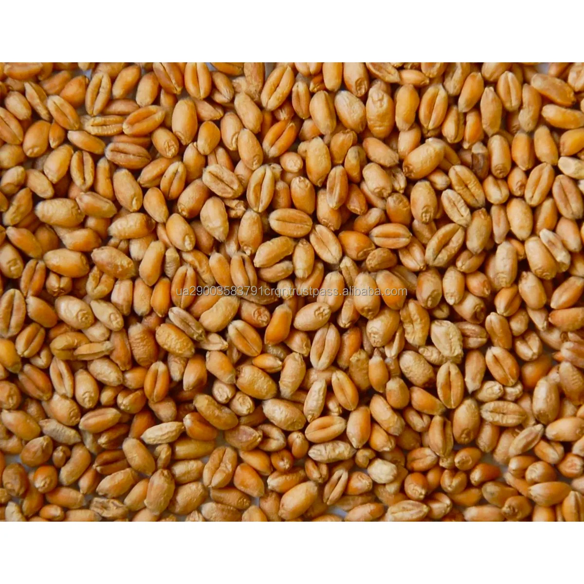 Wheat grain14.jpg