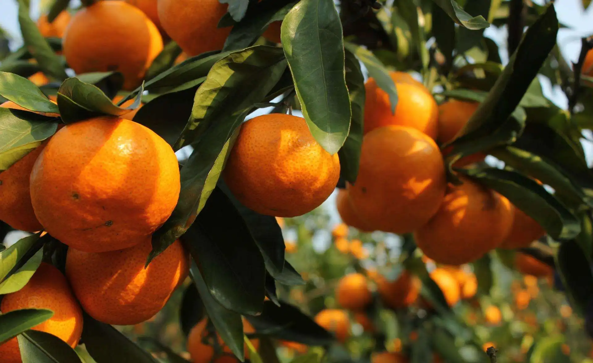 Cheapest Factory price Pakistan made Best Fresh Premium Mandarin Orange For Sale