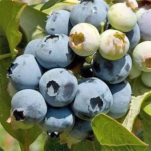 
Fresh Harvested Blueberry Wholesale 