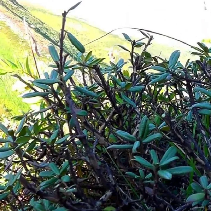 herb Sagan Daila from Russia Shrub leaves were actively used in the Far East wholesale price