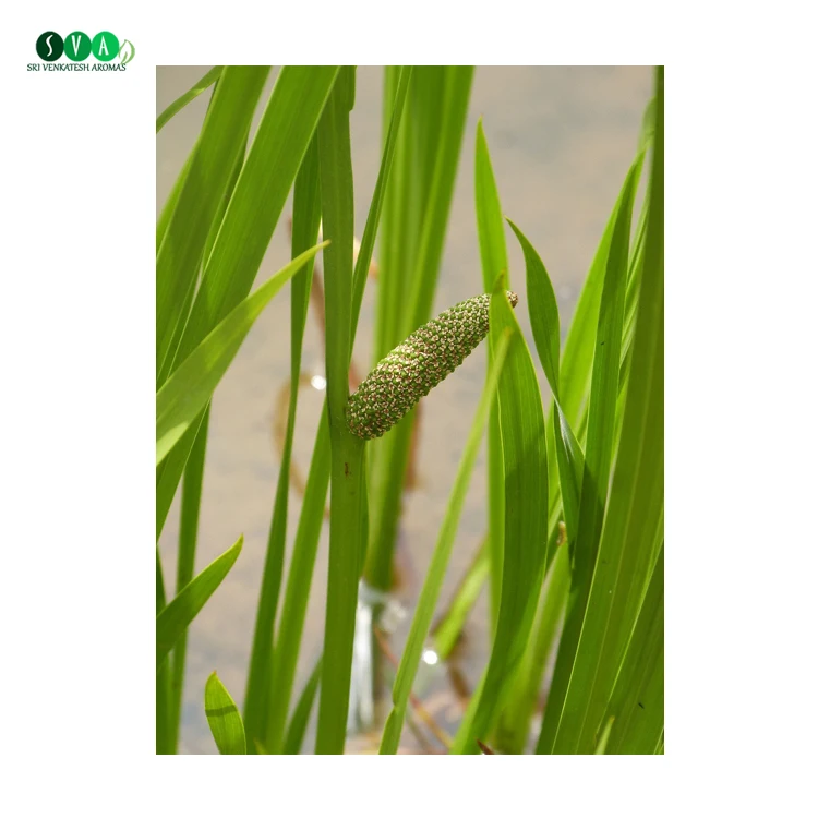 Bulk Quantity Available Pure Natural Organic Calamus Essential Oil