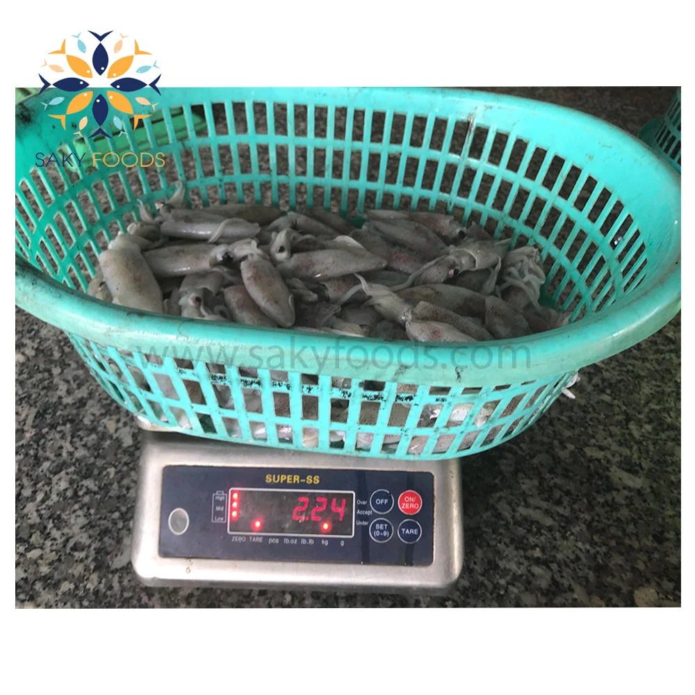 New arrival Seafood Good Price Wholesale Frozen Whole Squid