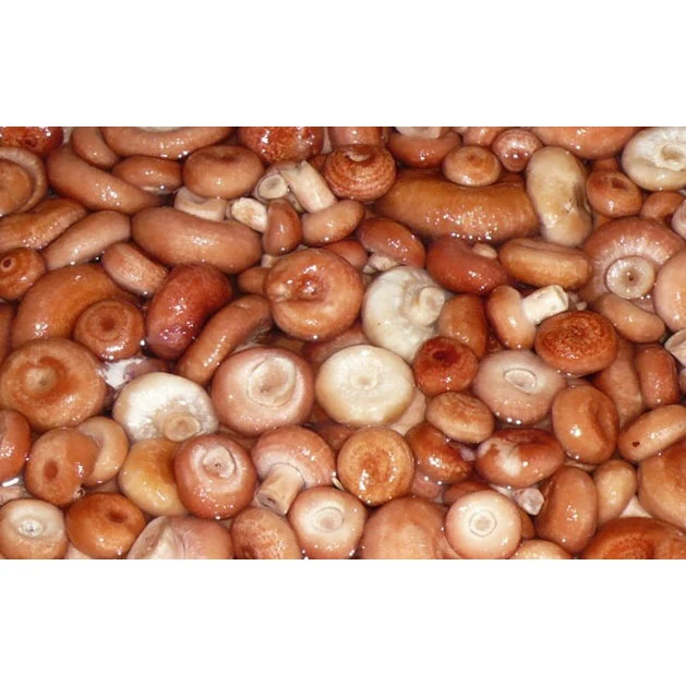 Eco-Friendly Coral Milk Caps Weight on Agreement (Lactarius Torminosus) Mushrooms Grown in Clear and Wild Forests