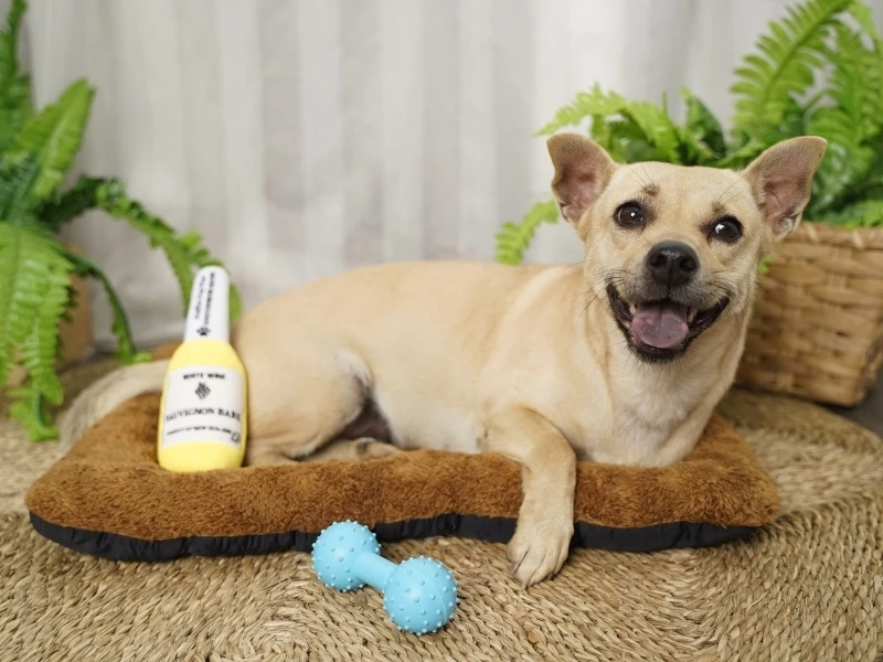 Wholesale Manufacturer Soft Plush Wine Bottle Interactive Toys Pet Toys for Small Animals Exercise Indoor Outdoor Training