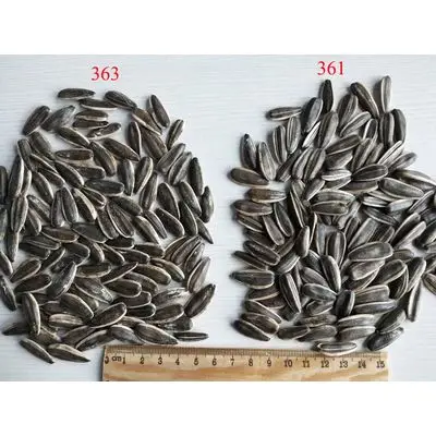 Confectionary Sunflower seeds Jaguar type