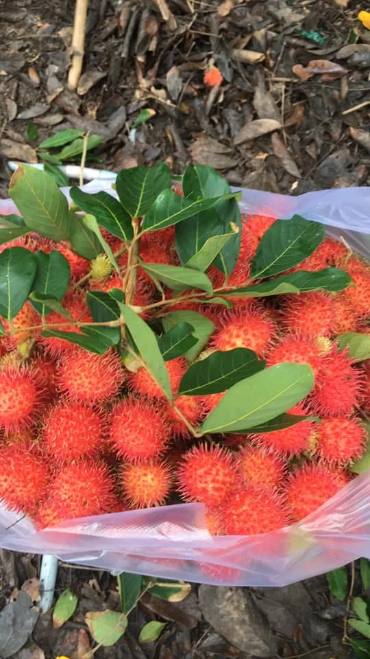 Hot Selling In 2021 Rambutan 100% Fresh Fruit Best Price Wholesale Cheap Price