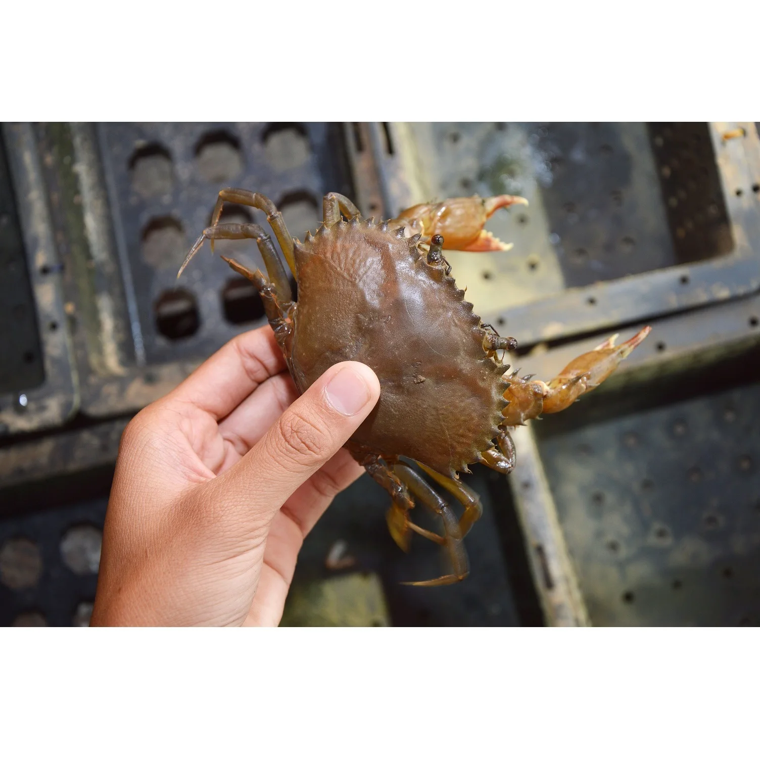 Top Selling Fresh Raw Live IQF Seafood (60-80 gm/pcs) IVP 5 kg/ctn Whole Clean Frozen Soft Shell Crab