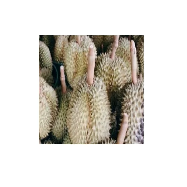 Water Preservation Process Long Shape Durian frozen durian whole frozen durian from Thailand