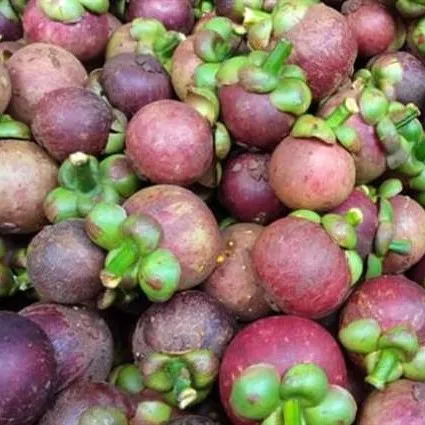 
Fresh Fruit Top Product In Viet Nam / Mangosteen Fruit Good Grade (Julia +84 984 650 841) 