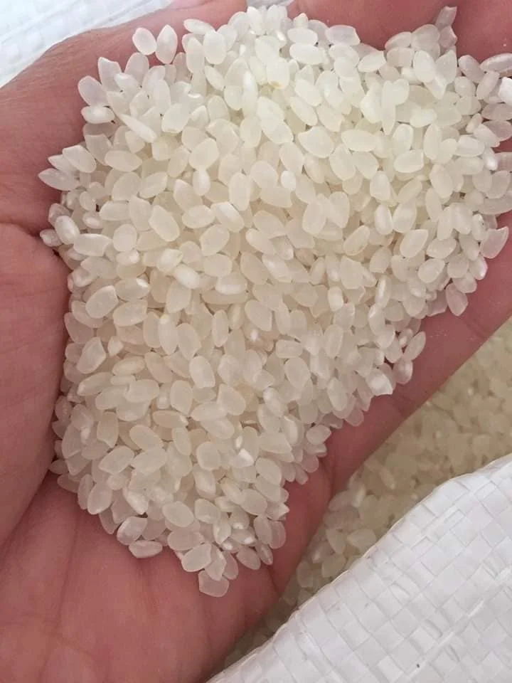 Экспорт в мир Sortex чистая обработка полностью круглая зерна светящийся белый цвет японский рис Вьетнам