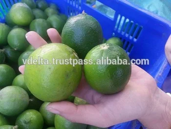 
FRESH GREEN LEMON NO SEED ORIGIN VIETNAM 