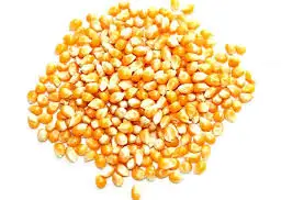 100% Organic Broken Yellow Maize Rich in High Quality Organic dried yellow corn from India