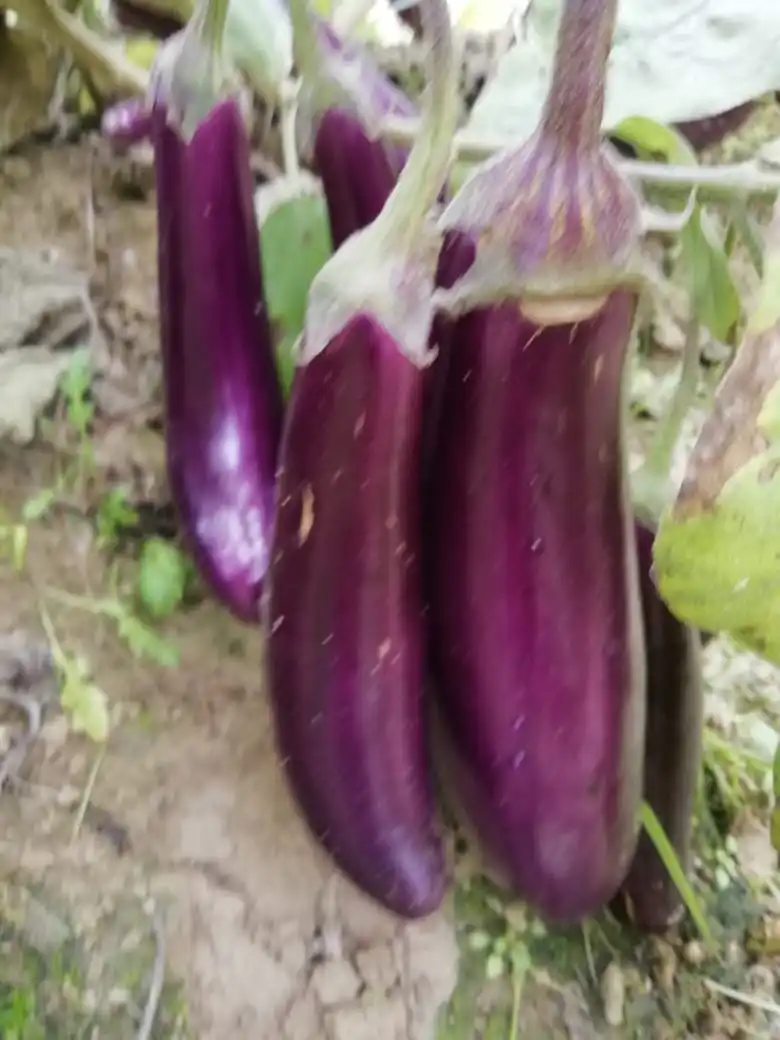  2021 семян баклажана F1 SOFIA HIGH YEILDING HYBRID