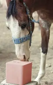 
100% Natural Pure Himalayan Salt licks salt blocks for cattle from Pakistan 