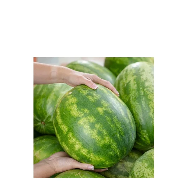  Новый арбуз для продажи в