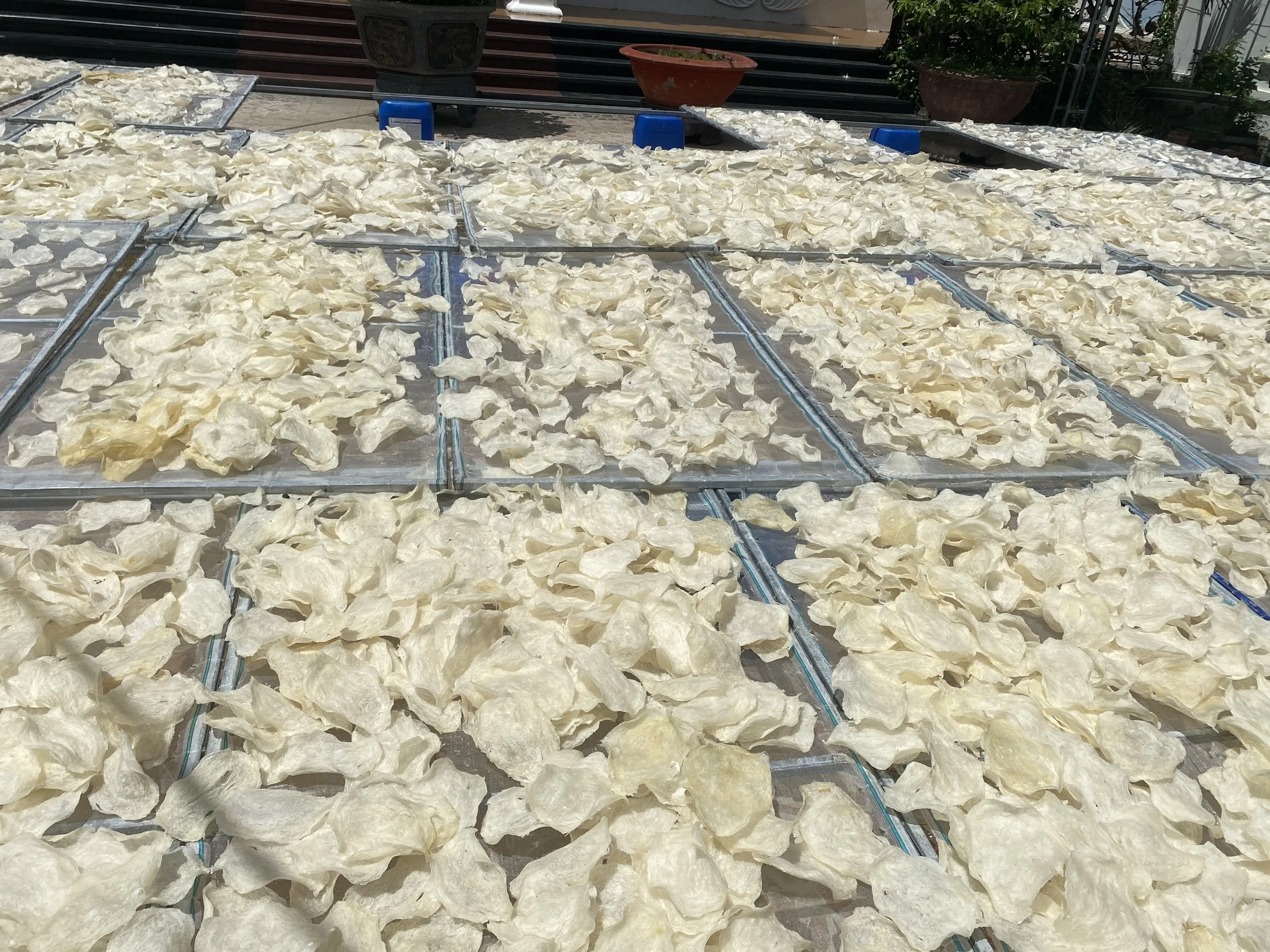 Vietnam Dried Fish Maw / Dry Swim Fish Air Bladder From Pangasius For Exporting to China