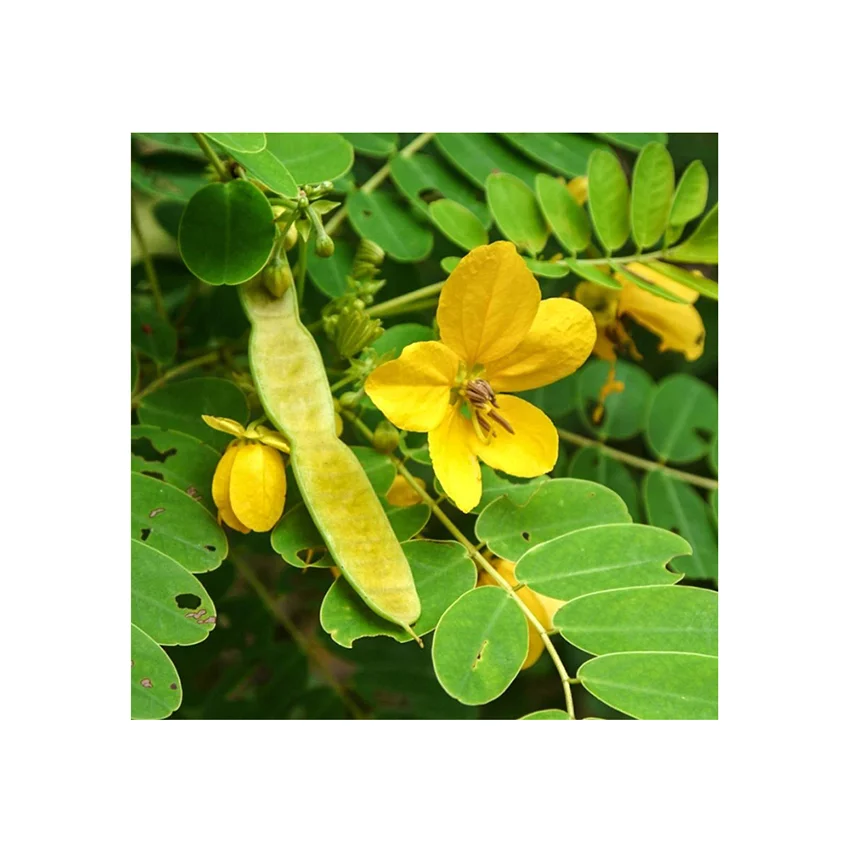 Best Quality Healthcare Product Laxative Alexandrian Senna Tea Bag Naturally Relives Constipation And Enhances Bowel Movement