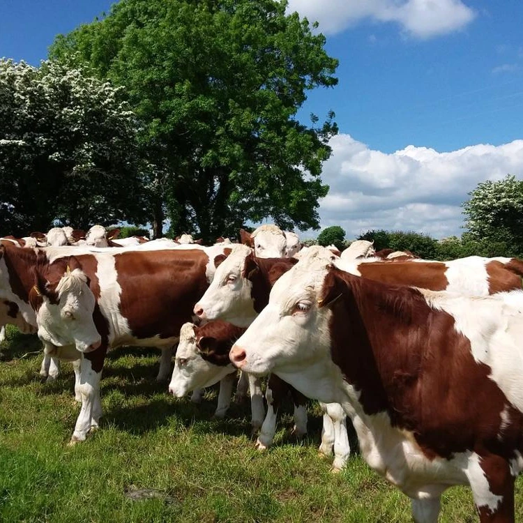 
Strong and Healthy Live Dairy Cows and Pregnant Holstein Heifers Cows Available For Cheap Prices. 