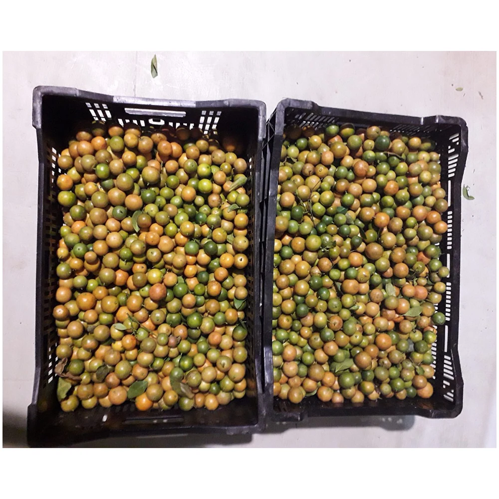 Vietnam Supplier Natural Juice Concentrate Frozen Calamansi Juice Drink