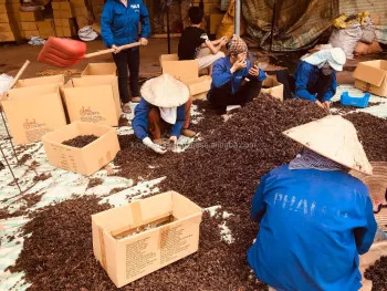 VIET NAM STAR ANISEED BIG SIZE FROM KINGPEPPER | Ms Lynn 0084 333 421 999