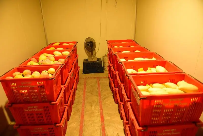 Best seller Fresh Papaya Premium grade from Thailand by SP Organic International