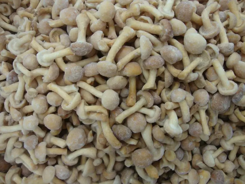 Best Quality Frozen Nameko mushroom At Company Price