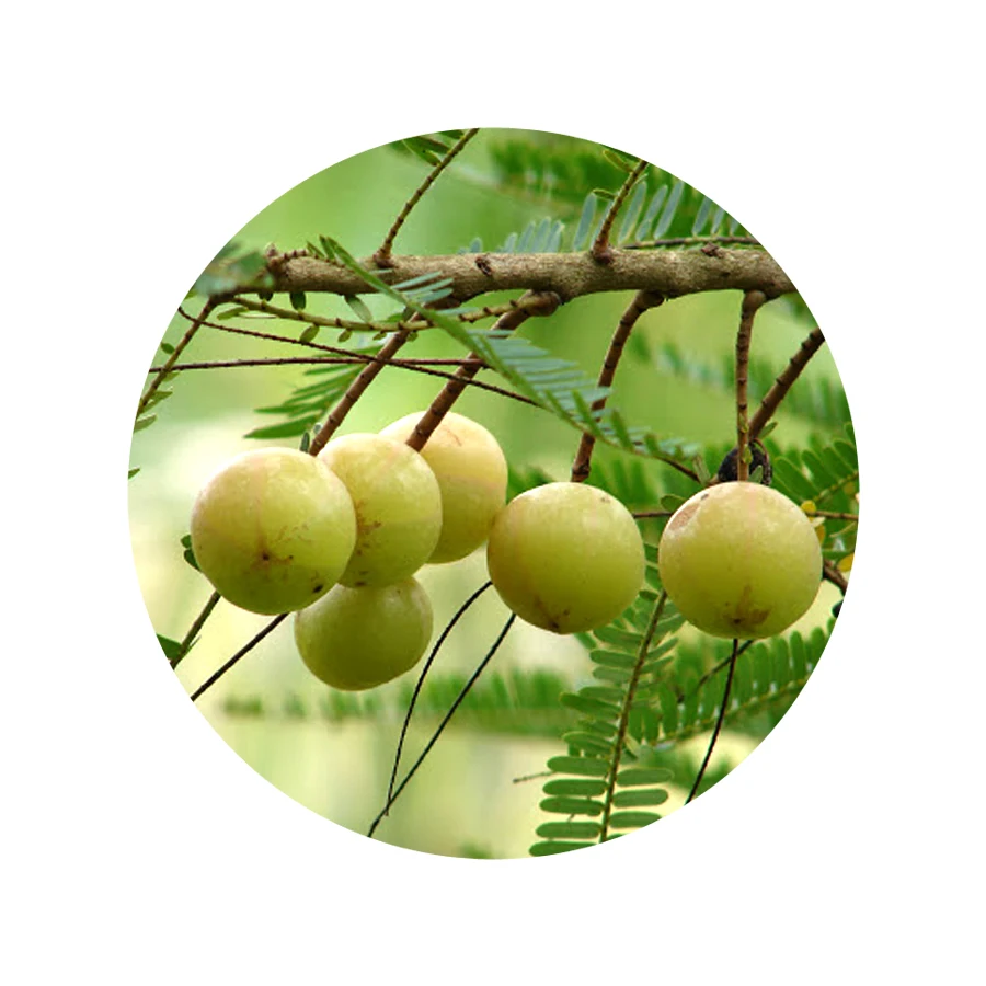 amla powder for hair 15
