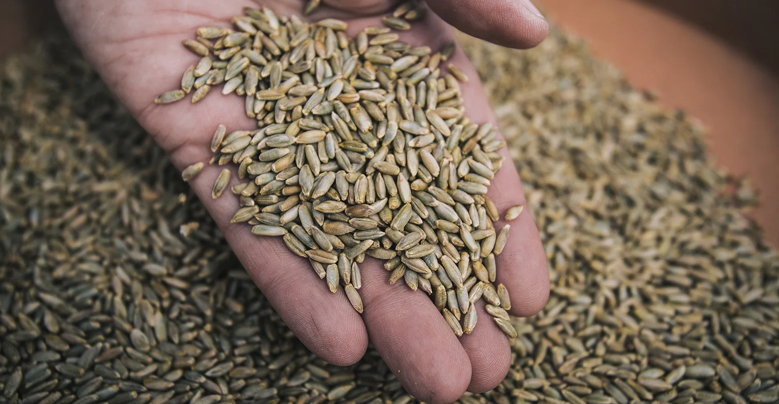 Wholesale Rye For Sale In Cheap Price Bulk Quantity Available