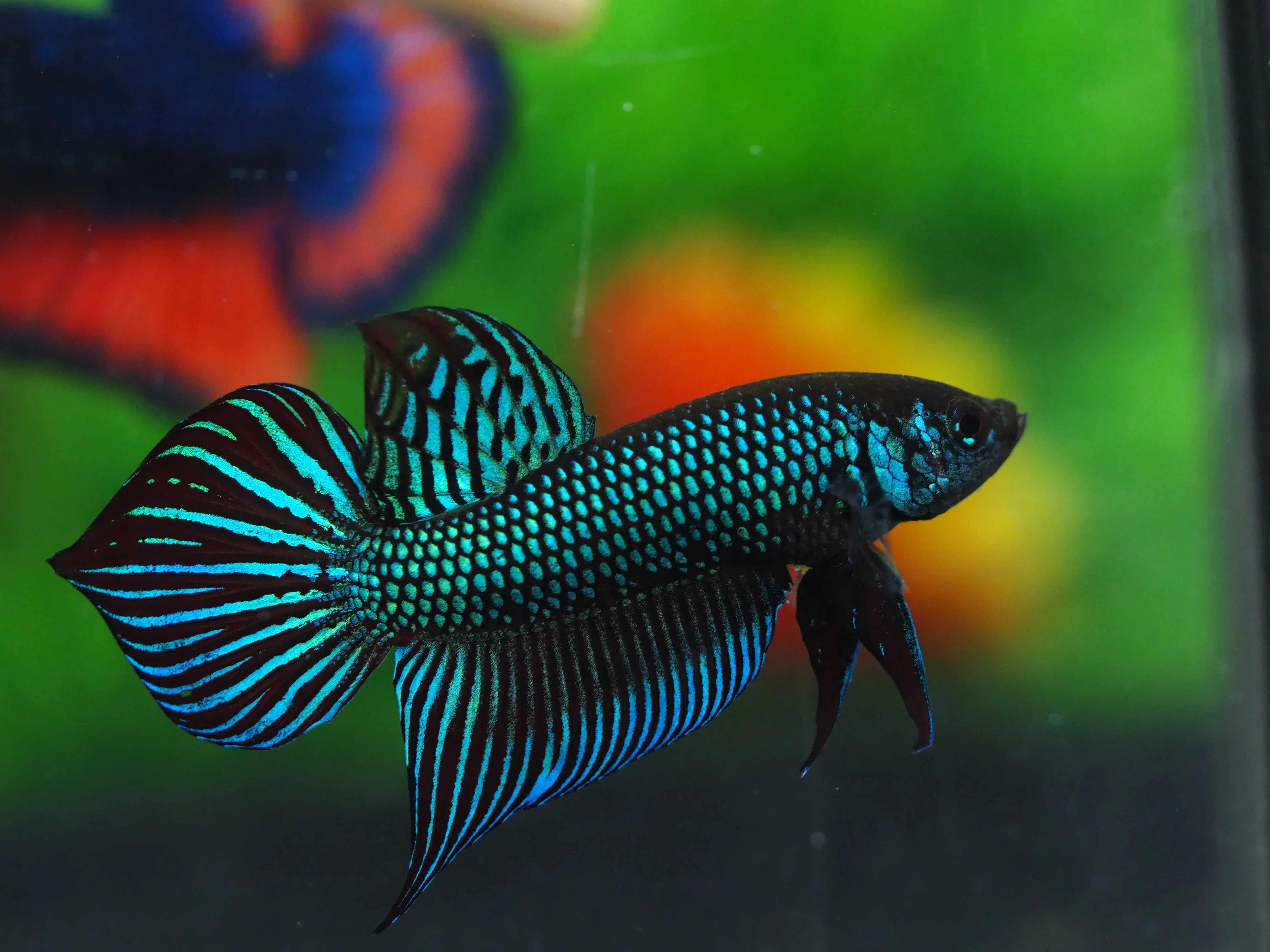 
WILD BETTA - Muticolor Thailand Betta Fish Premium Quality Plakat Siamese Fighting Fish Ornamental Aquariums 