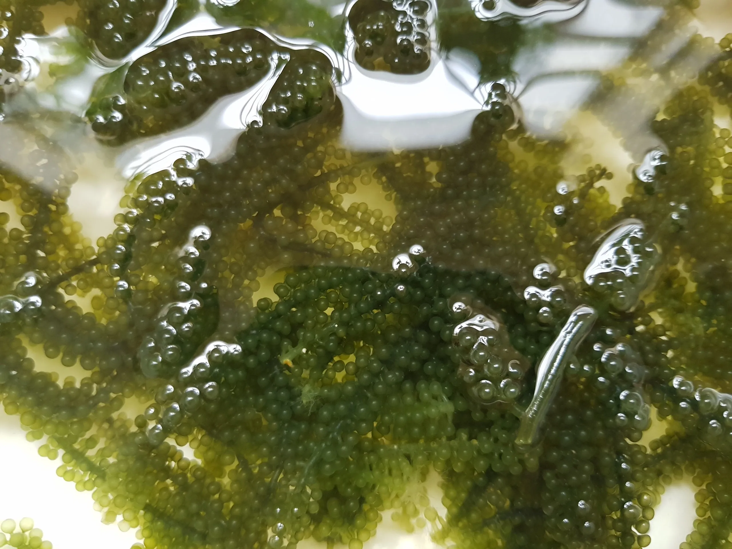 
DEHYDRATED SEAGRAPES VIETNAM 2020 