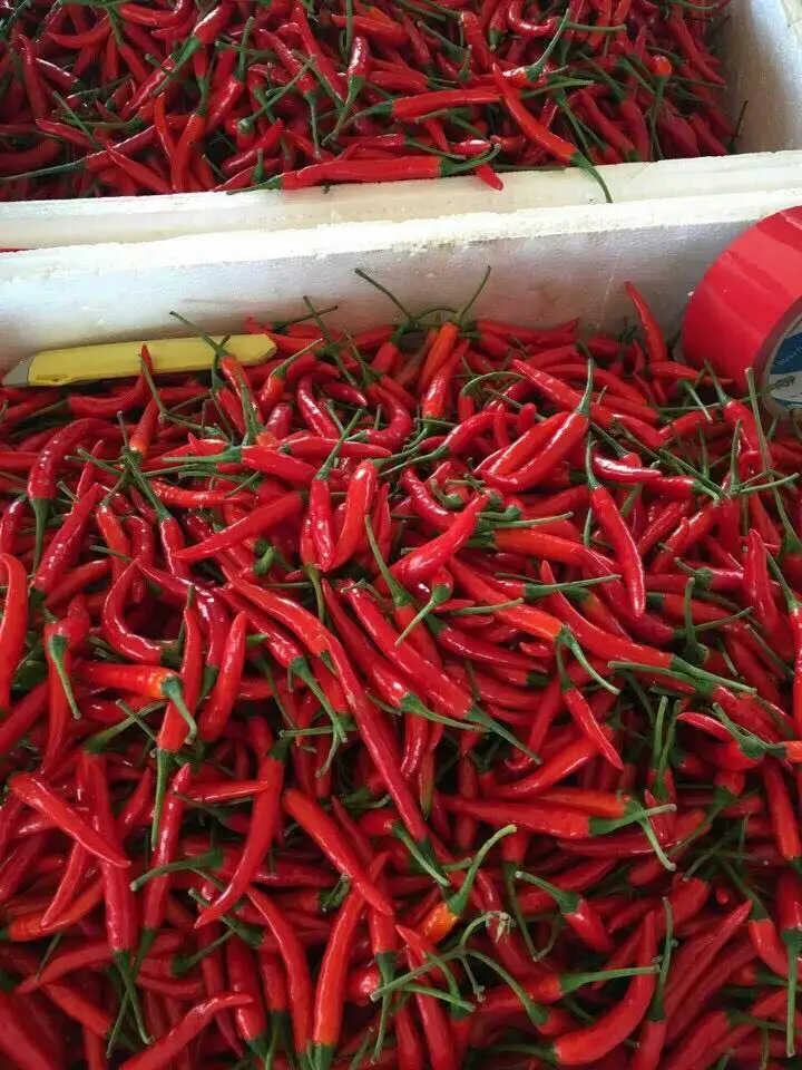 Свежий Чили из Вьетнама для экспорта на рынки ЕС и Азии по конкурентоспособной цене с сертификацией VIETGAP.