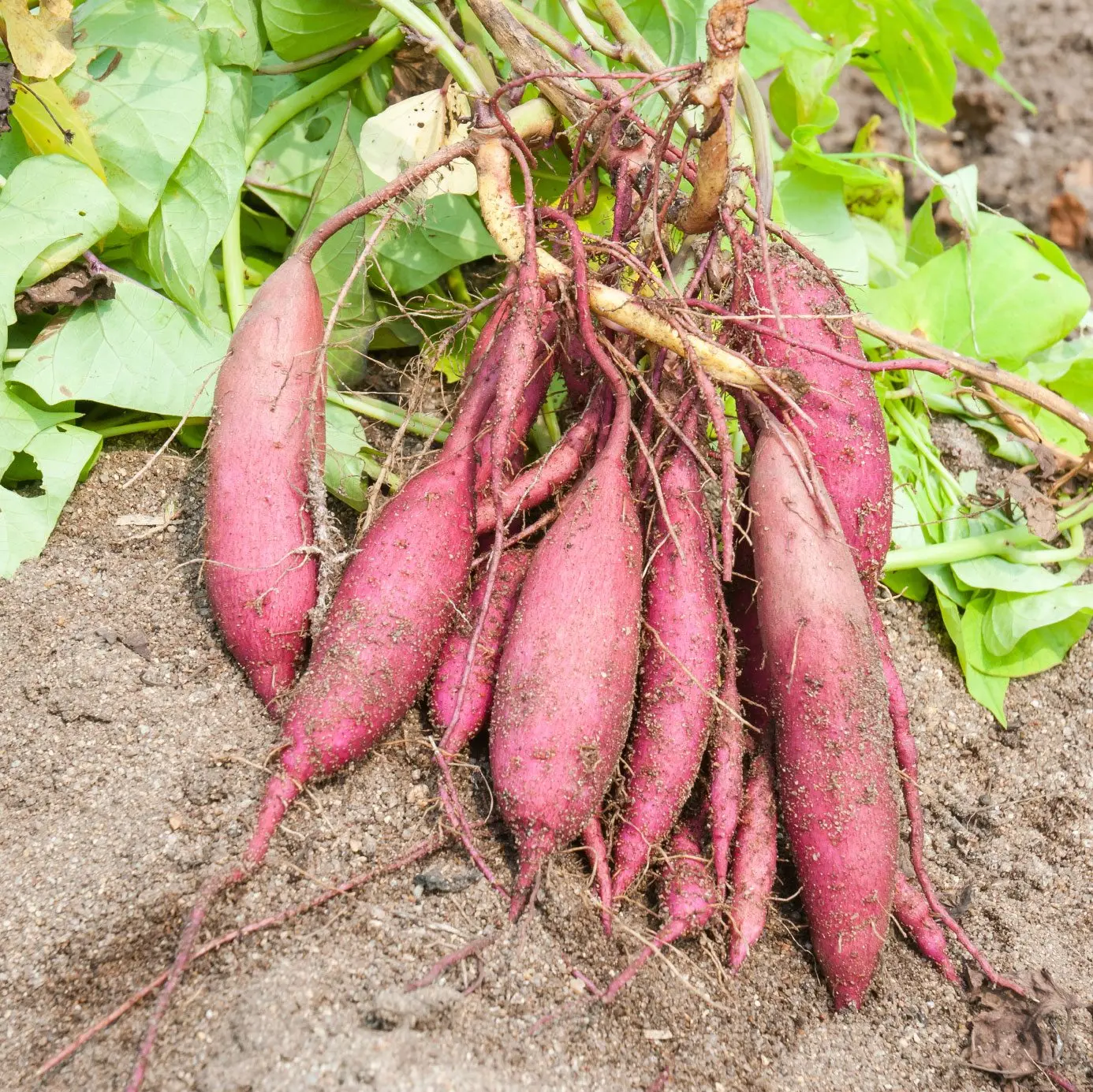 Export Japan Sweet Potato from Vietnam