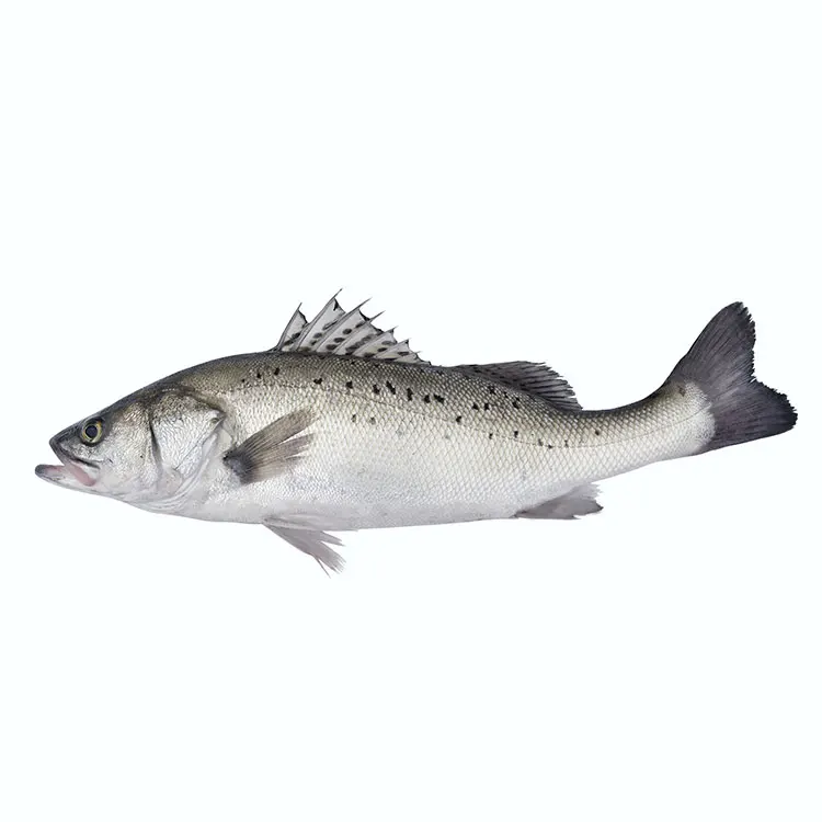 Pomfret IQF frozen Fish Product Frozen White Pomfret Farming frozen pomfret Wholesale seafood