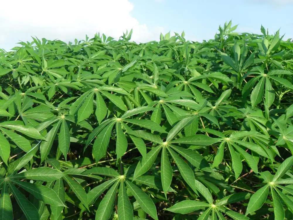 Importer Cassava leaves/ Fresh Ground Leaves from Vietnam - Ms. Elaine +84 375 431 541