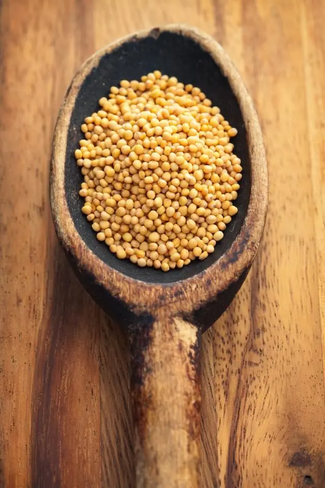 Best Quality Single Spices Yellow mustard seeds From India