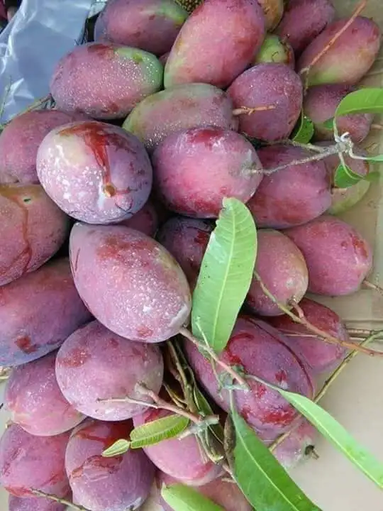 
Best Price Rich in Vitamins 10 -15 cm Per Piece Organic Fresh Mango With Color Green of Purple 