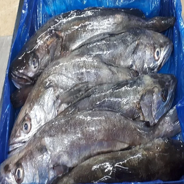 Frozen Hake Gayi  Bulk Quantity at Wholesale Price