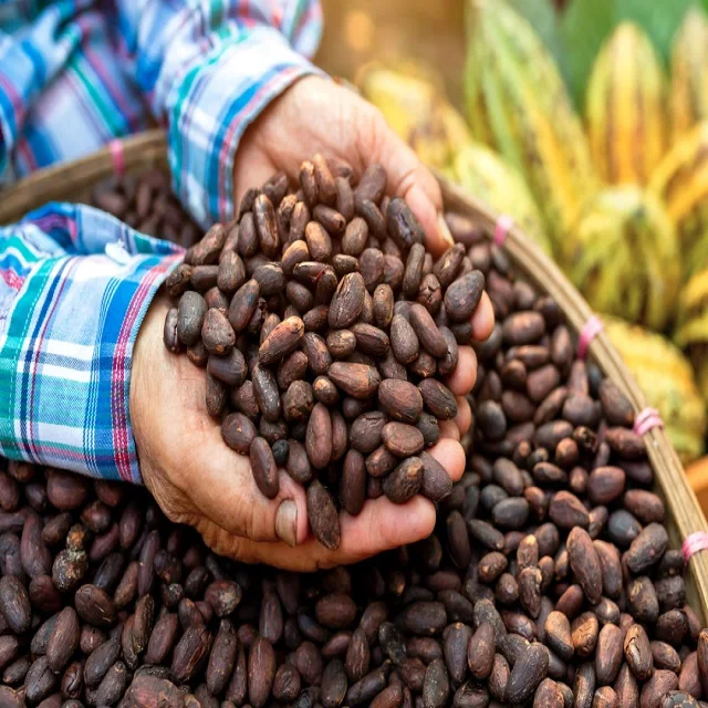 Сушеные на солнце какао бобы, поставщики какао бобов, производители, оптовики