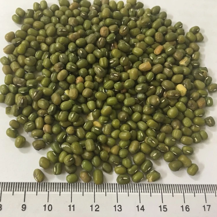 
VIETNAM WHOLE GREEN MUNG BEANS 