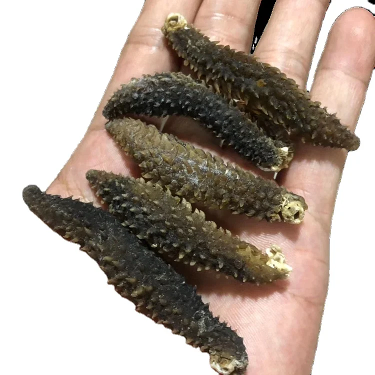 Dried Sea Cucumber / White Teat Sea cucumber / Black Sand Sea cucumber