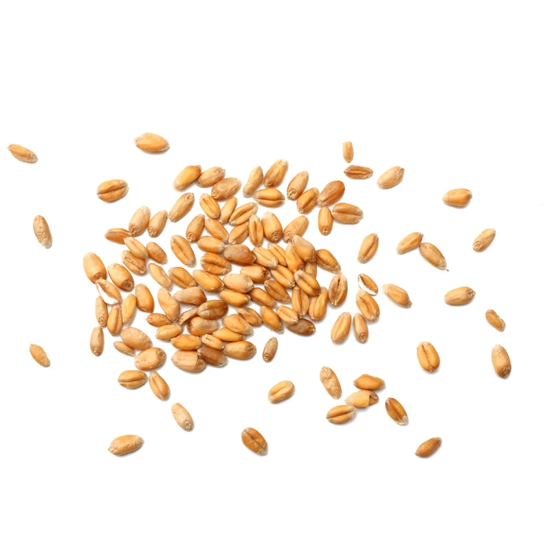 
Organic Wheat, for sale 