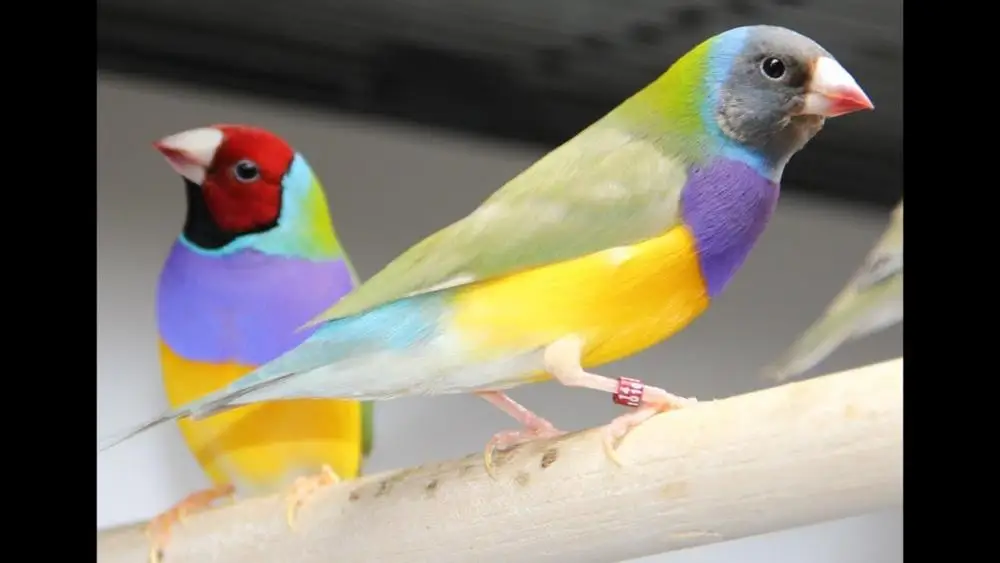 
Canary Birds, Yorkshire, Lancashire,Finches, Lovebirds and many others 