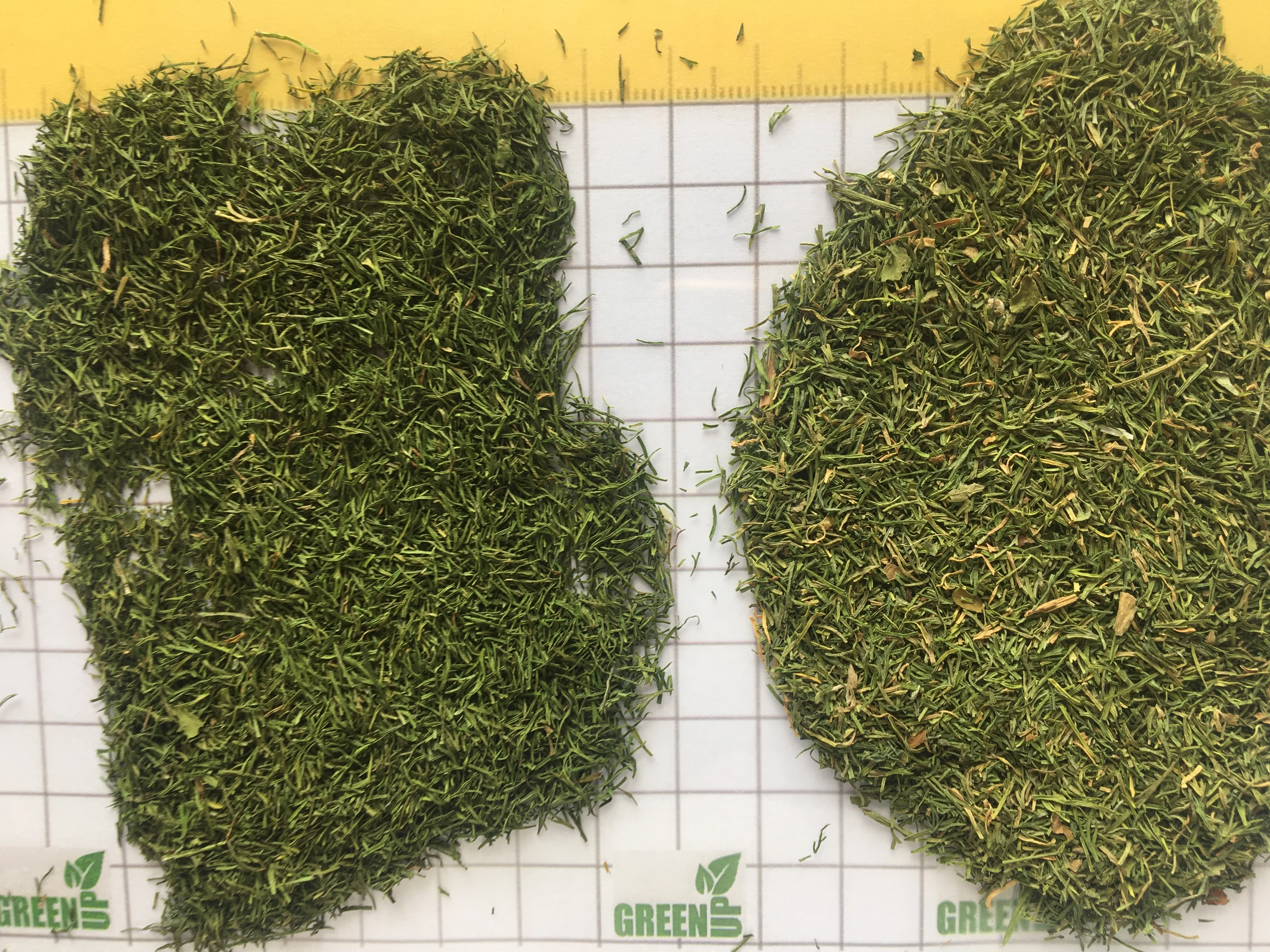 dill  weeds light green color no ash content no admixture  no impurities Anethum graveolen high quality  fresh crops