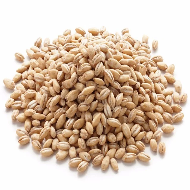 
OEM Supply Barley Seeds from Turkey 