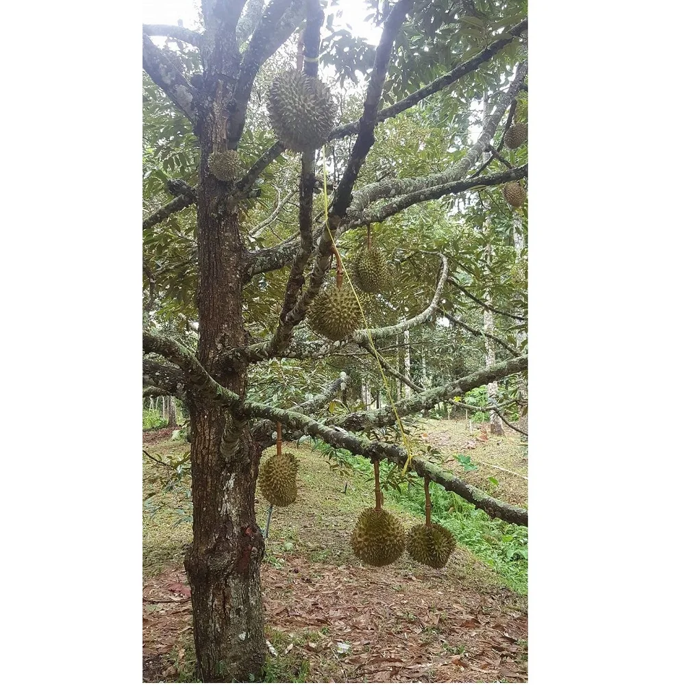 
100 % Organic Sweet Mon Thong Fresh Durian With Weight 2 - 4 kgs and Size 20 - 30 cm 