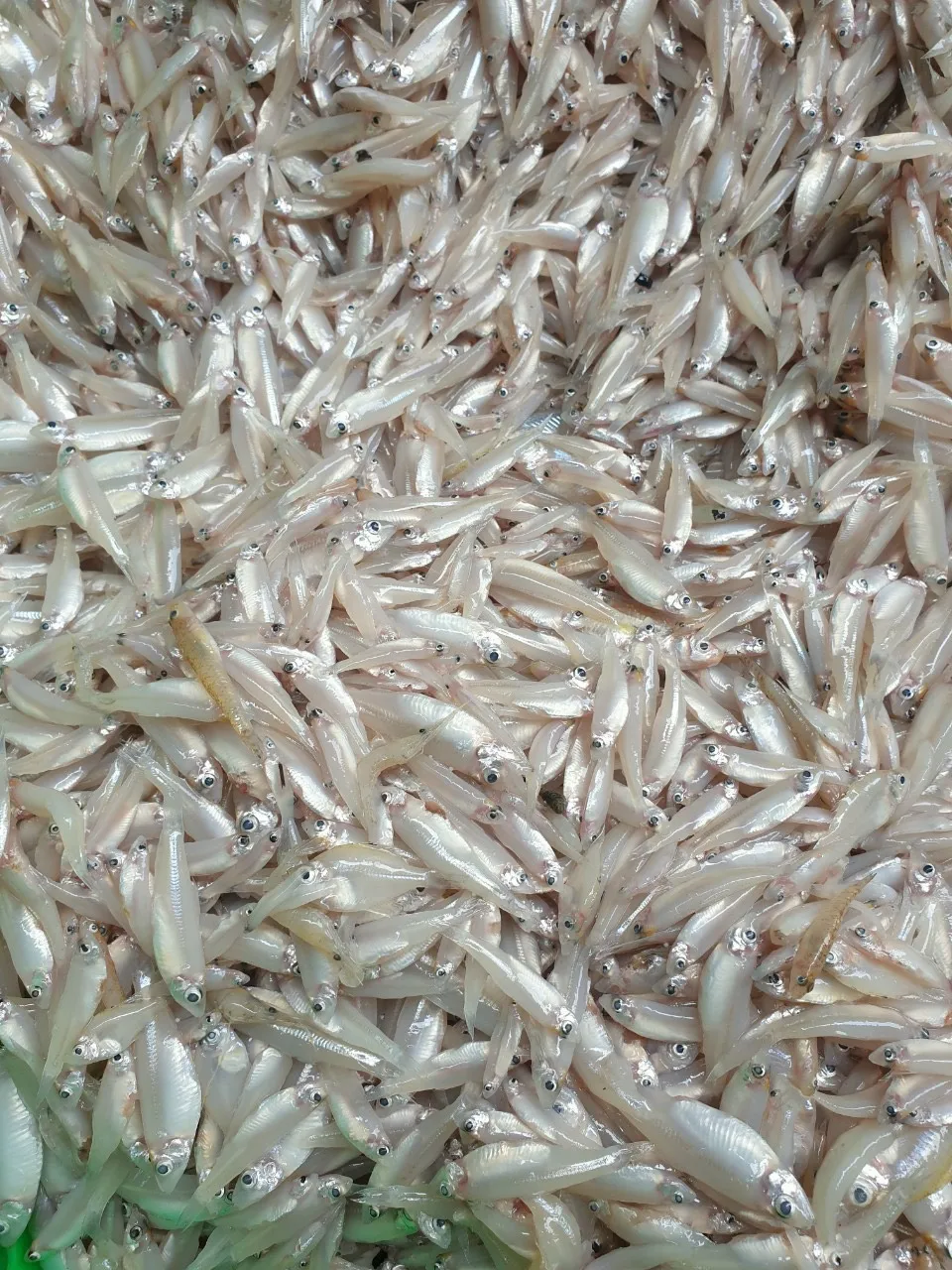 Wholesale Frozen Anchovy /  RIVER ANCHOVY Corica Soborna With High Quality From Vietnam