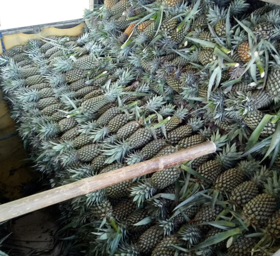 Best Selling Fresh Tasty Natural Organic Ananas/Pineapples Fruit with Natural Smell Mild Sweet Taste From Vietnam for sale
