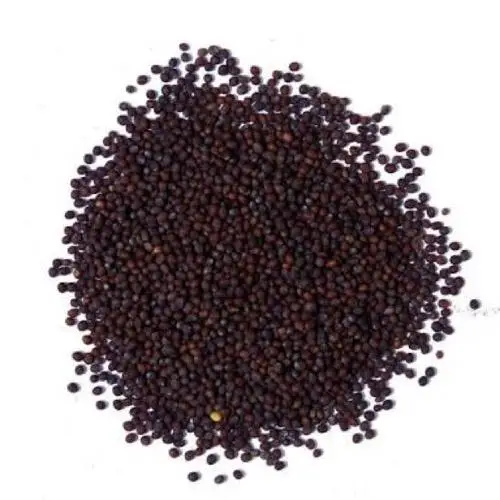 
Mustard Seeds 