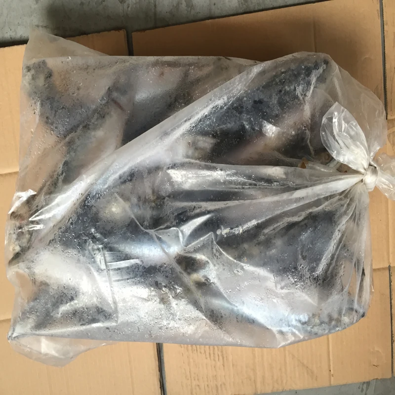 Best quality frozen pacific mackerel fish available for export