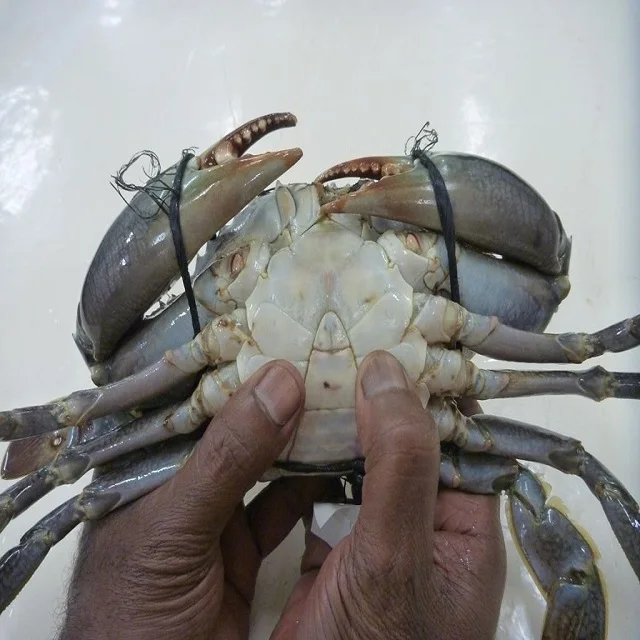 Great Quality Live Coconut Crab / Live Mud Crabs / Live King Crab